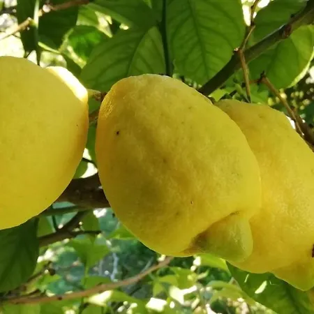 Lägenhet 28 M2 Au Calme A *