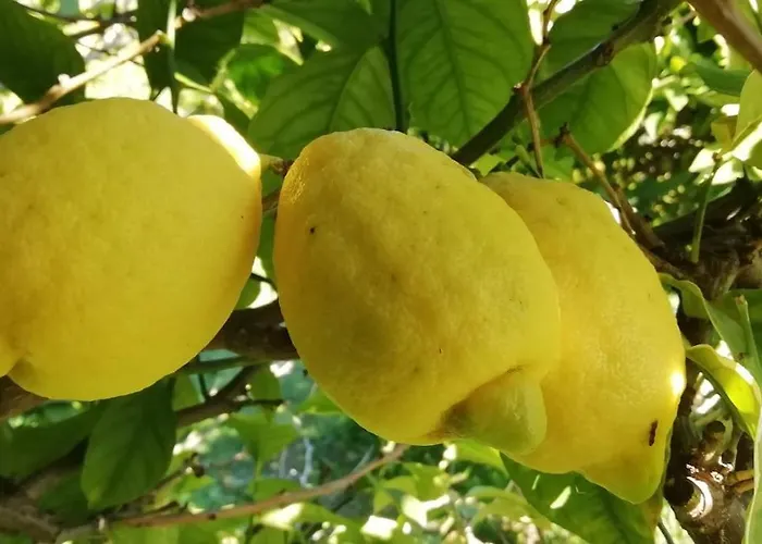 Apartamento 28 M2 Au Calme à *